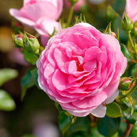 Klimroos 'Ozeana' - Rosa ozeana ® - Plantsoort
