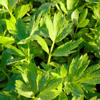Maggieplant (x3) - Levisticum officinalis - Kruiden