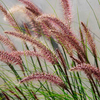 Lampenpoetsersgras 'Red Head' - Pennisetum alopecuroides red head - Tuinplanten