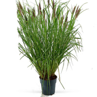 Lampenpoetsersgras 'Red Head' - Pennisetum alopecuroides red head - Heesters en vaste planten