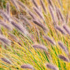 Lampenpoetsersgras 'Viridescens' - Pennisetum alopecuroides f. viridescens - Tuinplanten