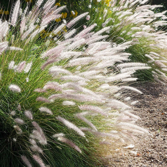 Lampenpoetsersgras 'Fairy Tails' - Pennisetum orientale fairy tails - Tuinplanten