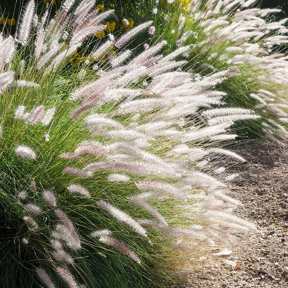 Lampenpoetsersgras 'Fairy Tails' - Bakker