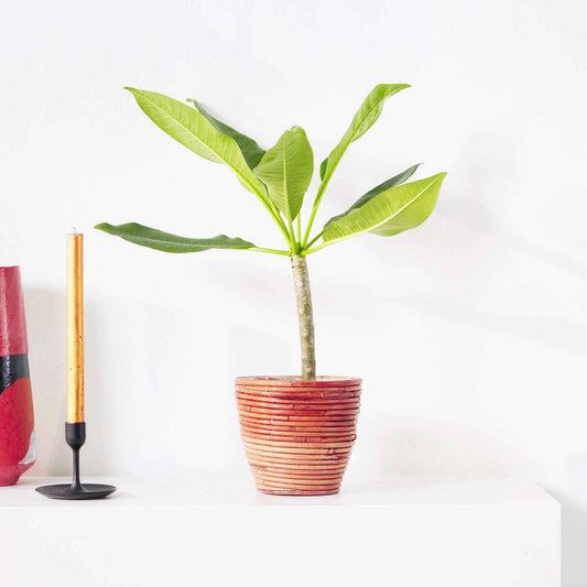 Tempelboom Frangipani Plumeria 'Bordeaux' Rood-Paars - Plumeria Rubra Bordeau - Kamerplanten