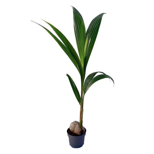 Kokospalm Cocos nucifera - Bakker