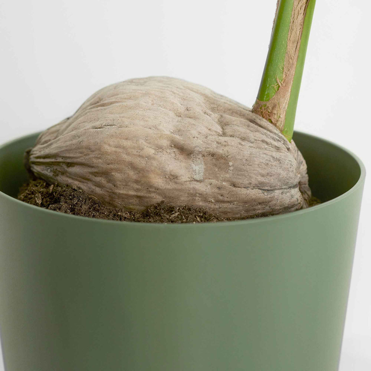 Kokospalm Cocos nucifera - Cocos nucifera - Bakker