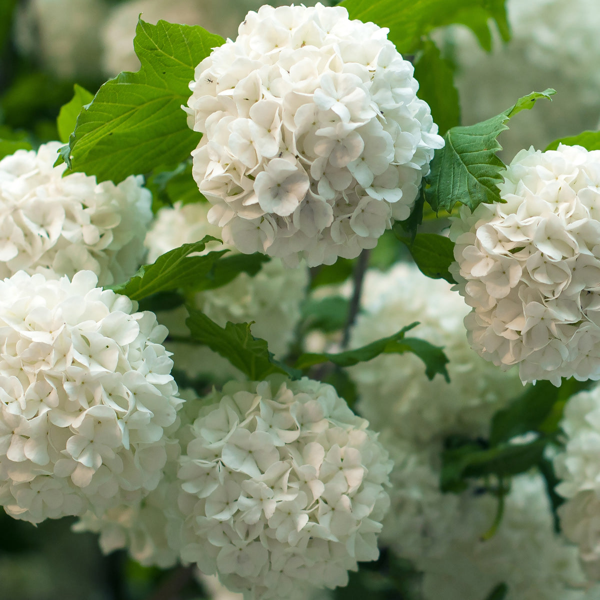 Gelderse roos 'Roseum' - Bakker