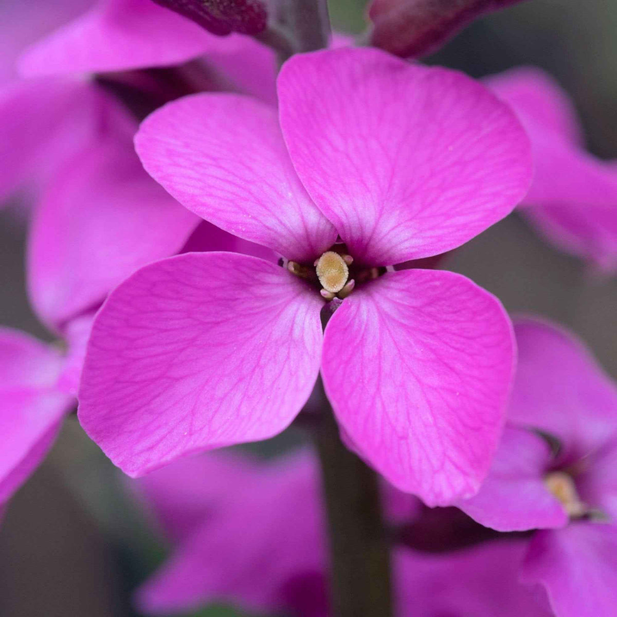 Erysimum linifolium Bowles Mauve - Muurbloem 'Bowles Mauve' - Vaste planten