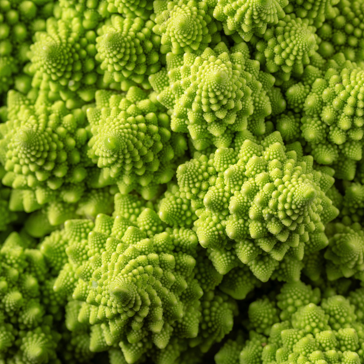 Koolzaden - Romanesco - Brassica oleracea botrytis romanesco