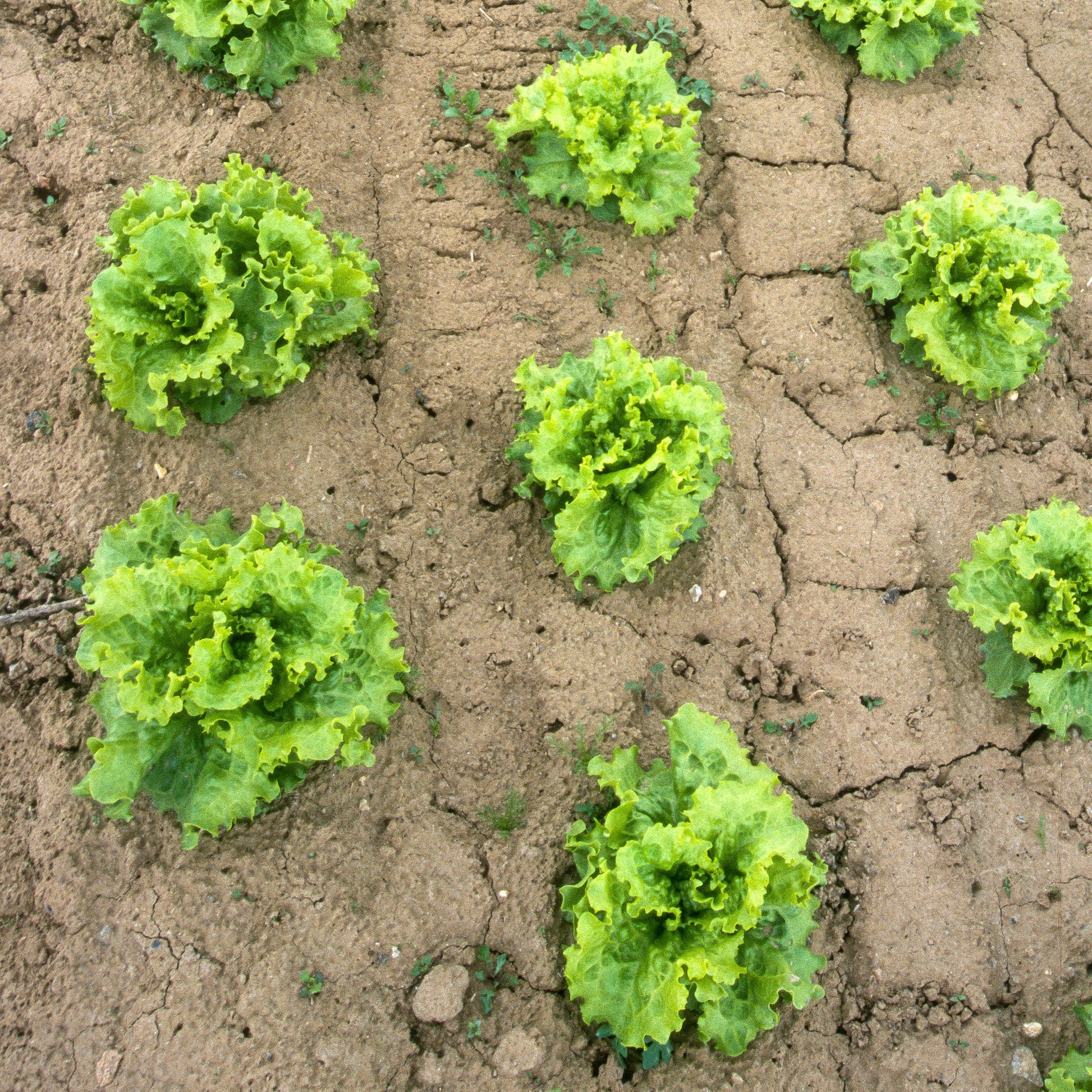 Batavia sla Mix 'Blonde de Paris' + 'Rouge Grenoble' + 'Doré de Printemps' - Lactuca sativa Blonde de Paris, Rouge grenobloise, Dorée de printemps - Groentezaden