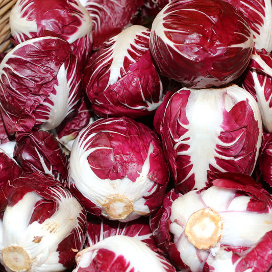 Wilde cichorei 'Rouge de Vérone' - Bakker