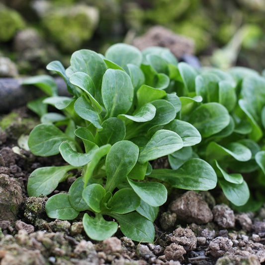Veldsla 'Verte d'Etampes' - Valerianella locusta verte d'etampes - Zaden