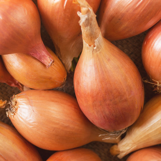 Sjalot 'Zebrune' - Bakker