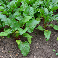 Beta vulgaris rouge d'egypte - Zwart biet 'Egypt' - Beta - Biet