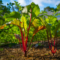 Zwart biet 'Egypt' - Beta vulgaris rouge d'egypte - Bakker