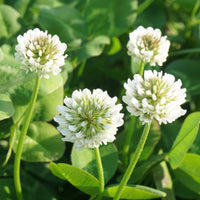 Witte klaver - Trifolium repens - Bakker