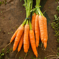 Wortelzaden - Wortel Mix 'Naintaise' + 'Carentan' + 'Comar' - Collection de carottes: 40g Nantaise, 5gCarentan, 5 g Colmar