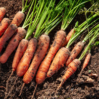 Collection de carottes: 40g Nantaise, 5gCarentan, 5 g Colmar - Wortel Mix 'Naintaise' + 'Carentan' + 'Comar' - Wortelzaden