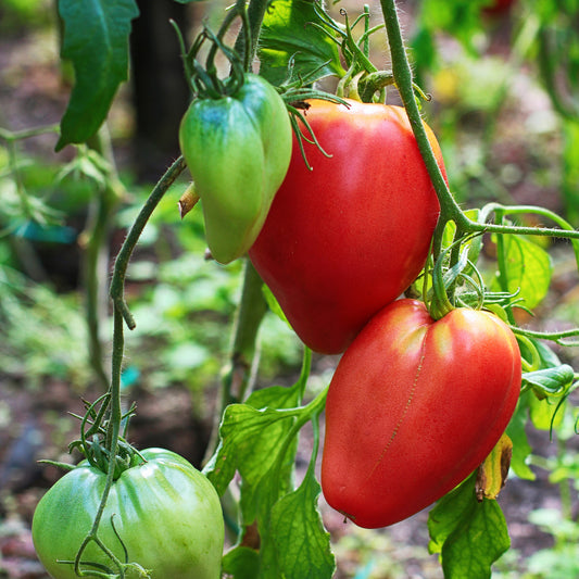 Solanum lycopersicum coeur de boeuf - Vleestomaat 'Coeur de Boeuf' zakje zaden - Tomatenzaden