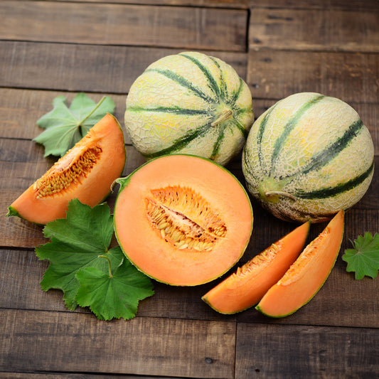 Cantaloupe meloen - Cucumis melo cantaloup charentais - Zaden