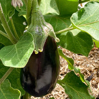 Aubergine 'Bonica' - Solanum melongena bonica f1 - Bakker