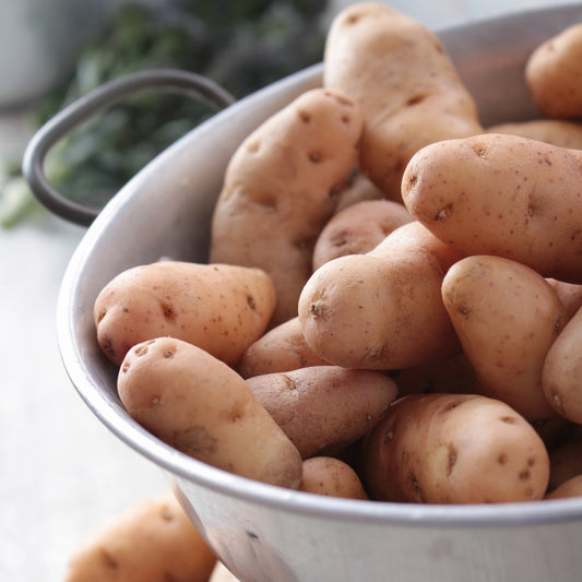 Aardappel 'Corne de Gatte' (x25) - Bakker