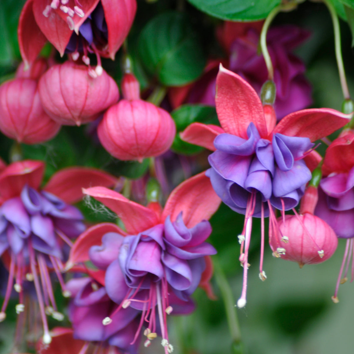 Fuchsia dark eyes - Bellenplant 'Dark Eyes' (x3) - Fuchsia
