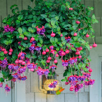 Bellenplant 'Dark Eyes' (x3) - Bakker