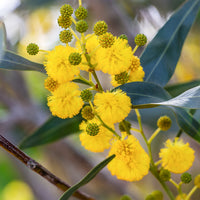 Acacia retinodes - Mimosa der vier seizoenen - Heesters
