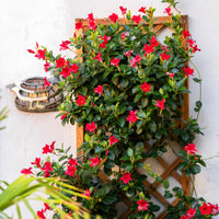 Chileense jasmijn rood - Dipladenia - Terras- en balkonplanten