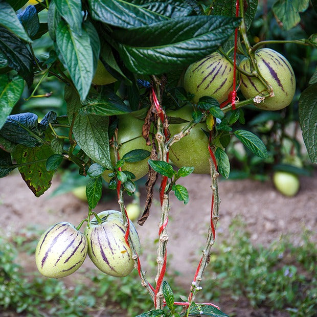 Pepino - Solanum muricatum - Bakker