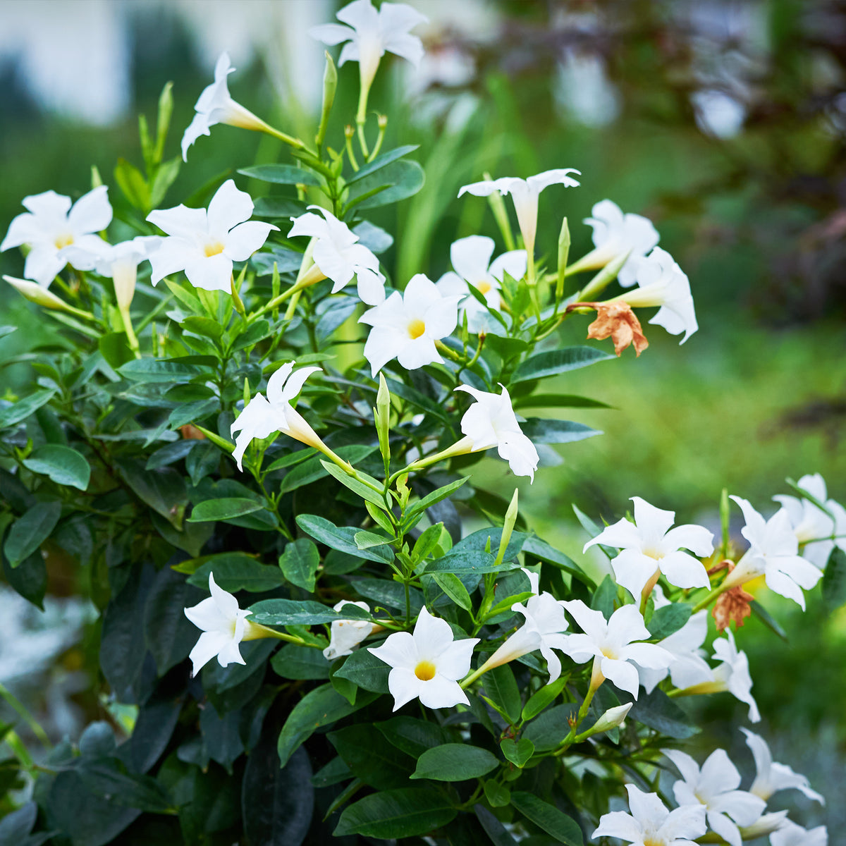 Chileense jasmijn - Mandevilla - Chileense jasmijn (x3) - Dipladenia