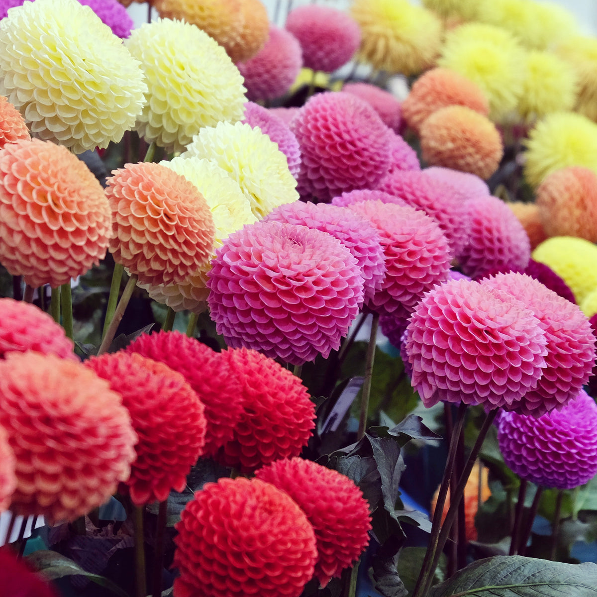 Pompondahlia (x5) - Dahlia - Bakker