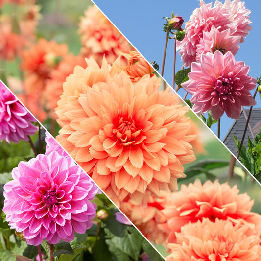 Grootbloemige Dahlia Mix - Dahlia berliner kleene, bluesette, margareth kleen - Bloembollen