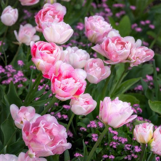 Dubbelbloemige tulp 'Angélique' (x10) - Bakker