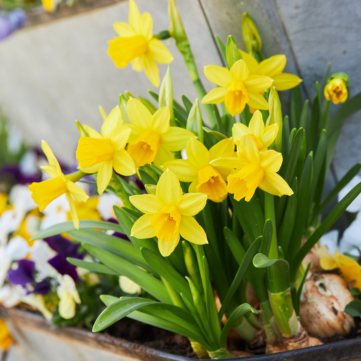 Verkoop Narcis 'Tête-à-Tête' (x10)