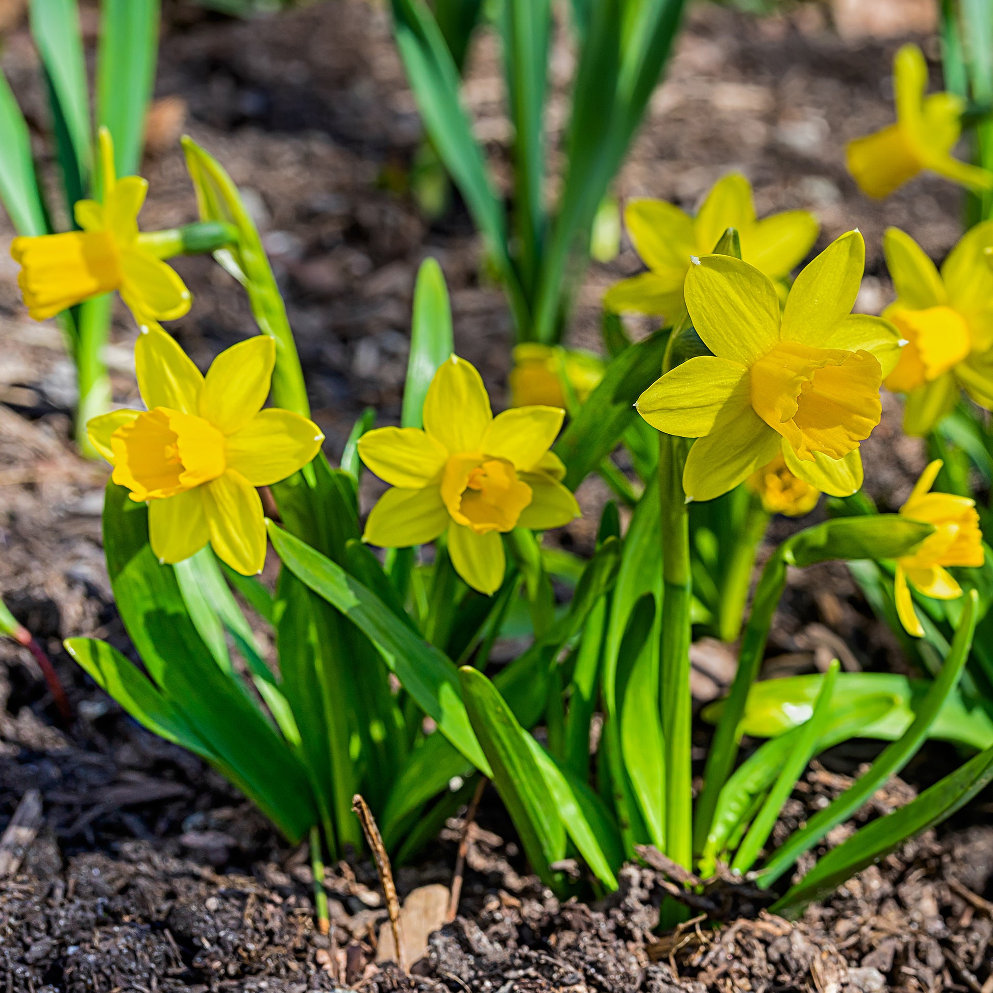 Narcis 'Tête-à-Tête' (x10) - Narcissus cyclamineus Tête à Tête - Bakker