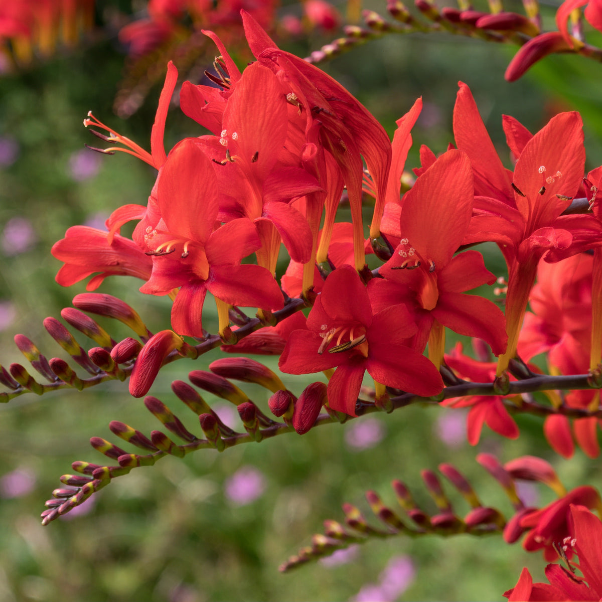 Crocosmia - Montbretia - Crocosmia 'Lucifer' (x15) - Crocosmia red
