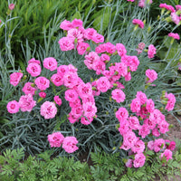 Grasanjer 'Fortuna' (x2) - Dianthus plumarius roseus - Bakker