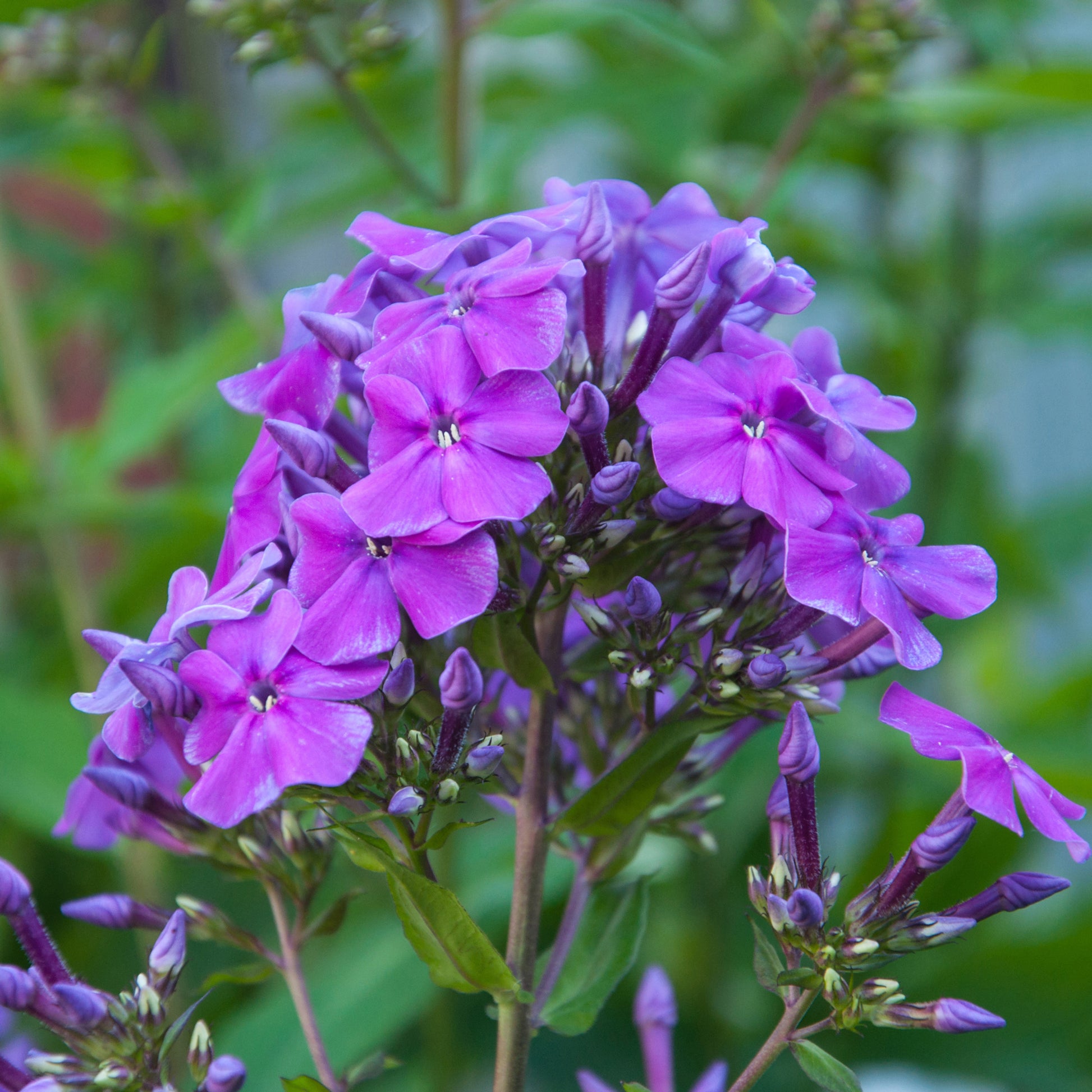 Vlambloem 'Amethyst' - Bakker