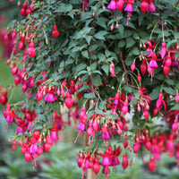 Bellenplant 'Brilliant' (x3) - Fuchsia brilliant - Bakker