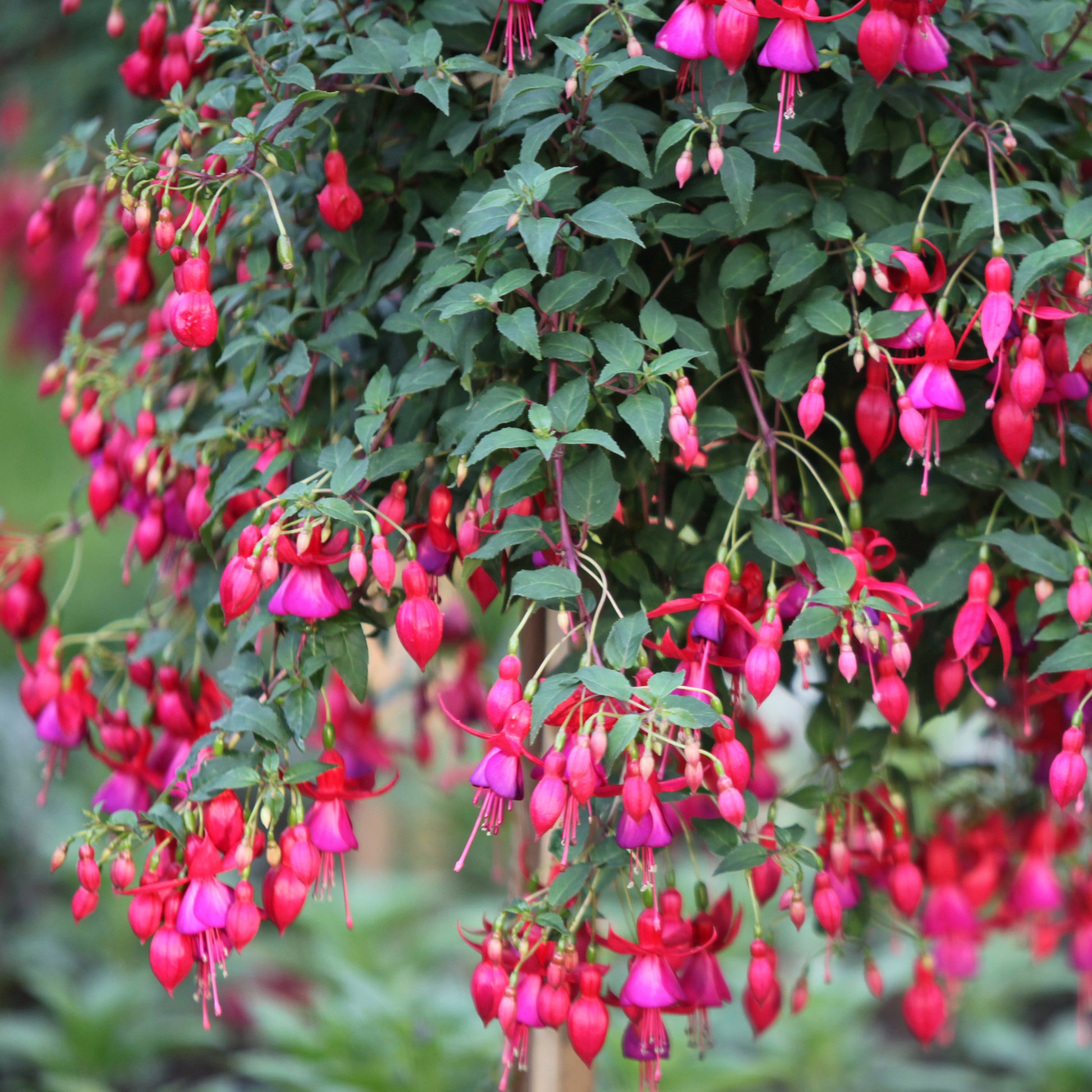 Bellenplant 'Brilliant' (x3) - Fuchsia brilliant - Perkplanten