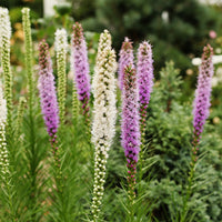 Delphinium, Phlox, Liatris, Gypsophila, Rudbeckia, Physostegia, Astilbe, Achillea - Vaste planten borderpakket - ca. 6 m² - Vaste planten