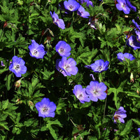 Himalaya Ooievaarsbek - Geraniums - Bakker