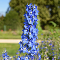 Bloeiende planten - Ridderspoor en vuurpijl Mix - Delphinium Sky Blue, Kniphofia Sunningdale Gold