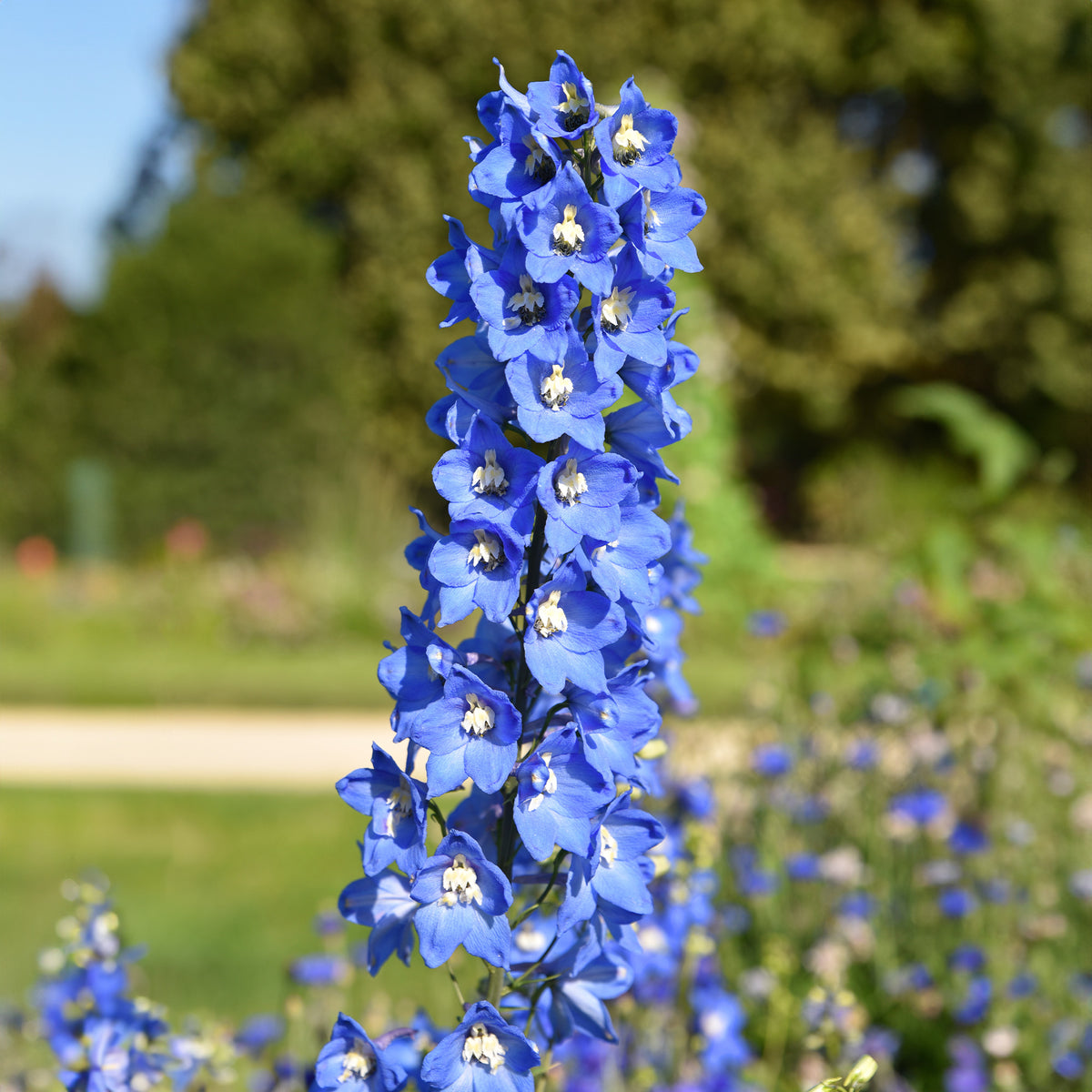 Verkoop Verzameling vaste planten voor buitenbedden (x11) - Delphinium, gypsophila paniculata, centranthus ruber