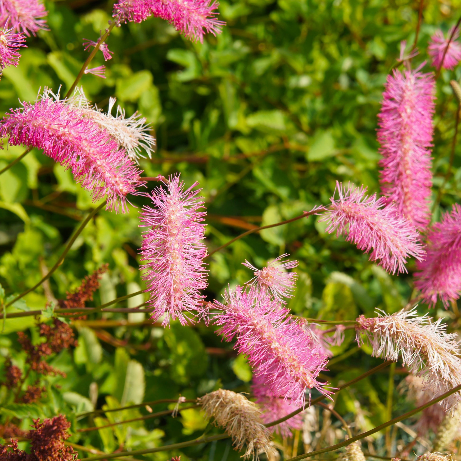 Pimpernel (x3) - Sanguisorba obtusa - Vaste planten