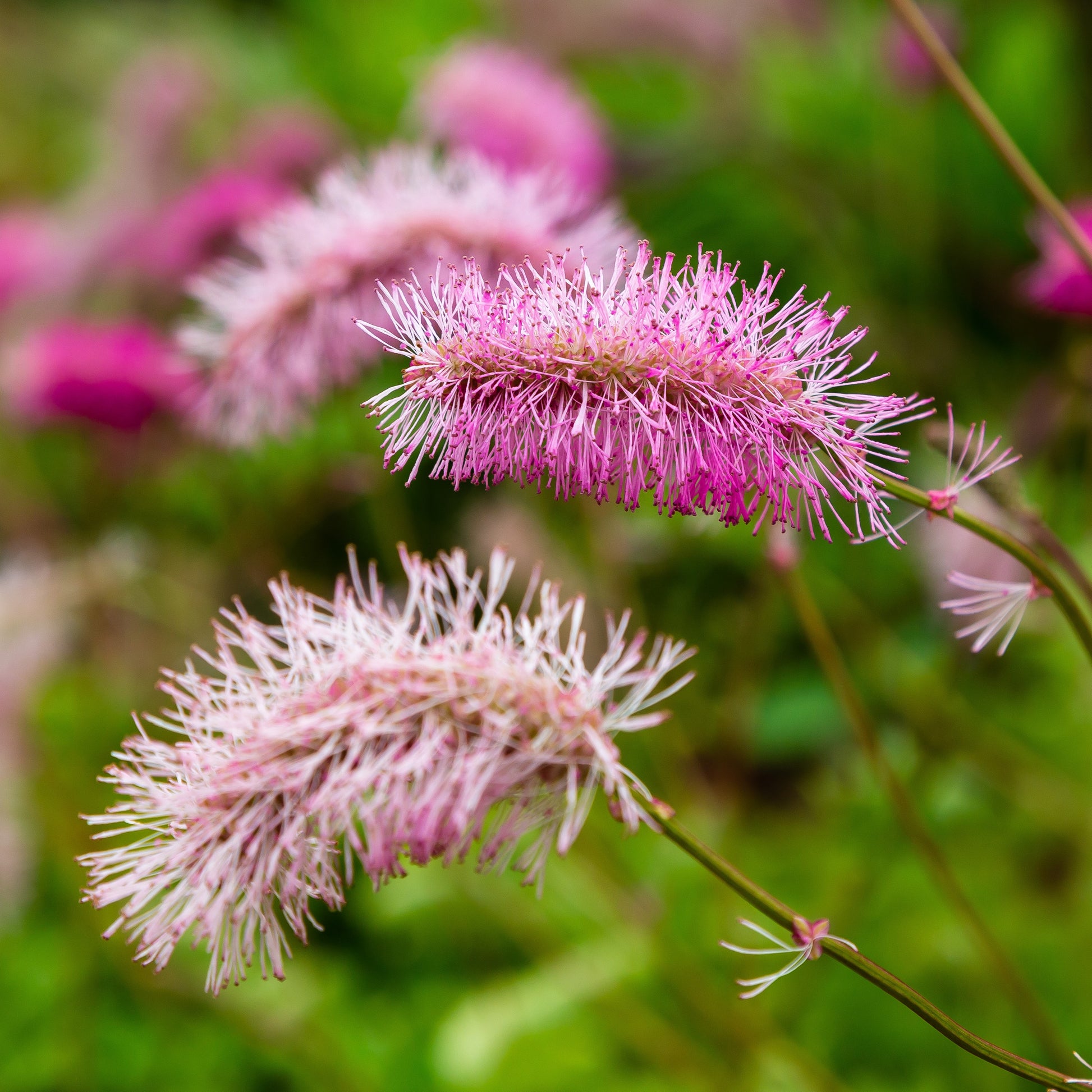 Pimpernel (x3) - Sanguisorba obtusa - Bloeiende vaste tuinplanten