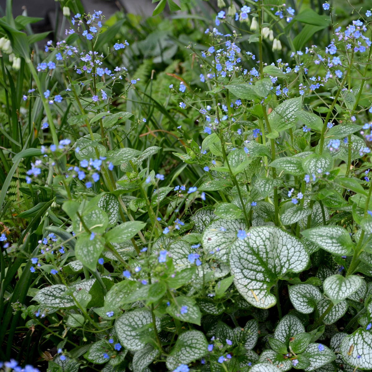 Kaukasische vergeet-mij-nietje 'Emerald Mist'® - Brunnera macrophylla Emerald Mist ® - Bakker
