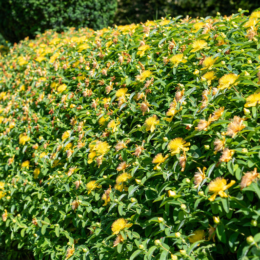 Hertshooi (x5) - Hypericum calycinum